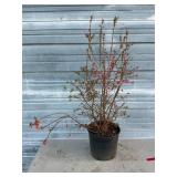 Sunshine Blue Blueberry Bush