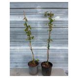 2 - Willamette Raspberry Bushes