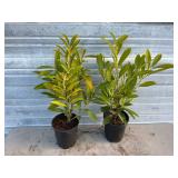 2 - Schipkaensis Cherry Laurels