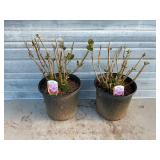 2 - 'Love' Hydrangeas