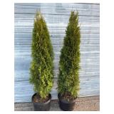 2 - 6' Emerald Green Arborvitae