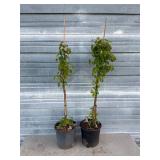 2 - Willamette Raspberry Bushes