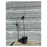 Bloodgood Japanese Maple Tree