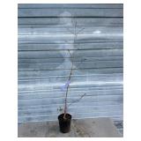 Purple Blow Maple Tree