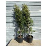 2 - Sky High Arborvitae