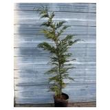 Leyland Cypress Trees