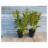 2 - Schipkaensis Cherry Laurels