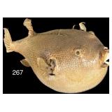 LARGE TAXIDERMY PUFFER FISH