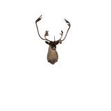 CARIBOU SHOULDER MOUNT