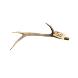 NATURALLY SHED ELK ANTLER APPROX. 27” LONG