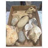 Seashells/Rock Lot from NC Beaches