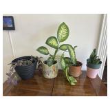 Indoor House Plant Lot
