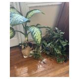 Indoor Plant Lot