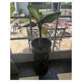 Dieffenbachia (dumb cane) plant-House plant