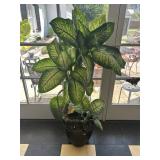 Dieffenbachia House Plant