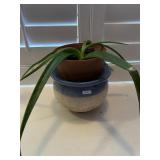 Aloe House Plant