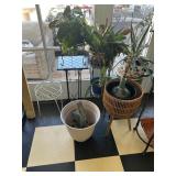 Indoor House Plant with stands lot