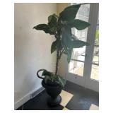 Dieffenbachia Large House Plant