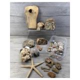 ROCKS MINERALS FOSSILS SEA LIFE GEODE CRYSTALS