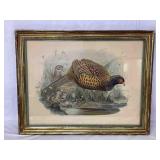 Vintage Print of Pheasant