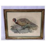 Large Vintage Pheasant Lithograph