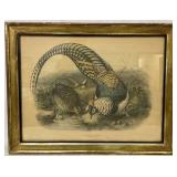 Framed Lithograph of Lady Amherst's Pheasant