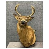 Mounted Deer Head Two of Two