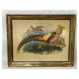 Gilt-Framed Pheasant Lithograph