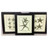 Starfish Prints
