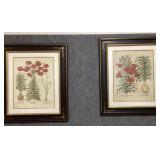 Pair of Botanical Prints by Basilius Besler