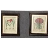 Pair of Framed Botanical Prints