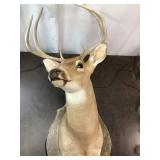 Whitetail Deer Taxidermy