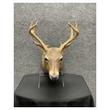 Whitetail Deer Taxidermy with Eight Points
