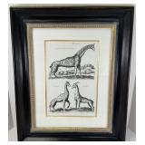 Framed Giraffe Print