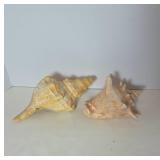 Two Marine Conch Sea Shells
