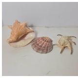 Three Natural Seashells