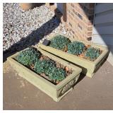 Concrete Planters with Decorative Motifs