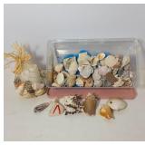 Sea Shell Collection