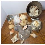 Seashells and Sand Dollars