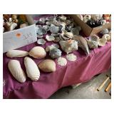 shells