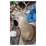 DEER TAXIDERMY MOUNT