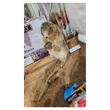 SQUIRREL TAXIDERMY MOUNT