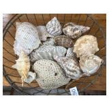 SHELLS