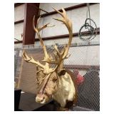 ELK MOUNT