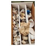 shells