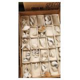 shells