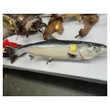 Large, mounted green and white salmon trophy