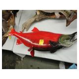 Large, mounted red salmon trophy