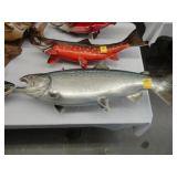 Large, mounted silver salmon trophy