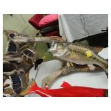 Large, mounted bass on driftwood